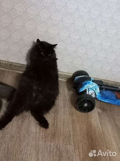 Отдам бесплатно кота