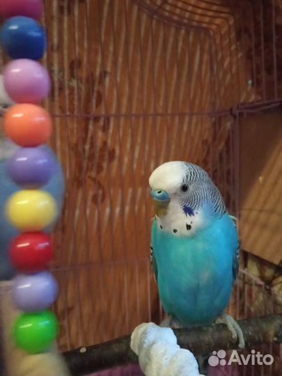 Пара волнистых попугаев