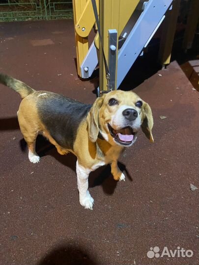 Бигль в добрые руки