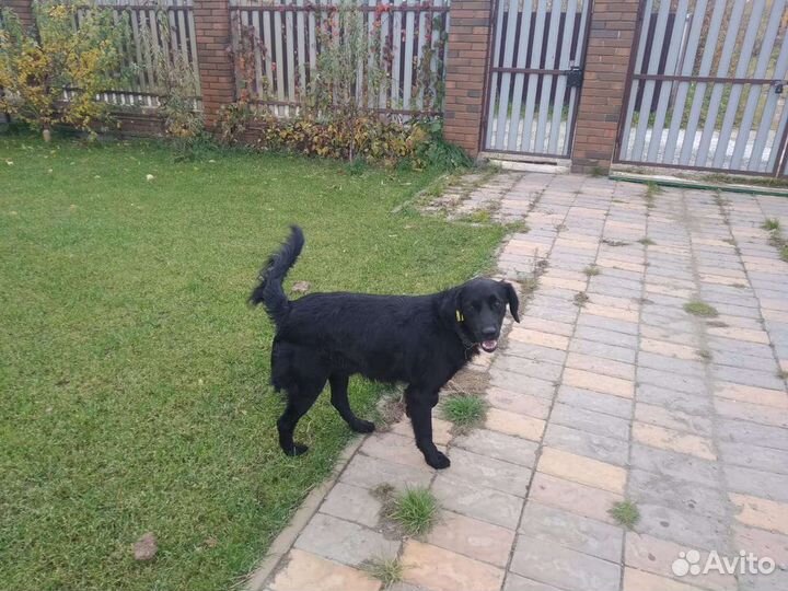 Собака ищет дом