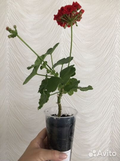 Герань красная розебудная