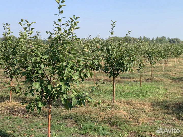 Плодовые крупномеры