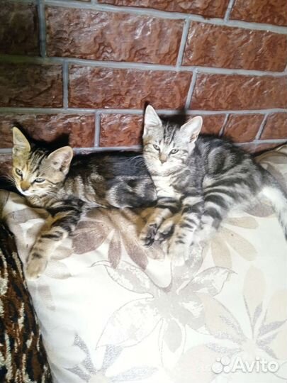 Котята бенгал и британка