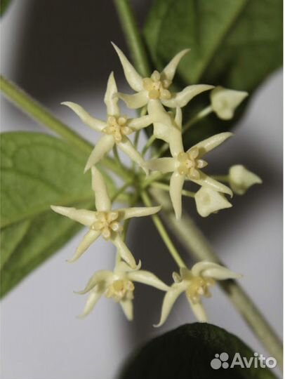 Хойя Kipandiensis