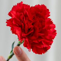 Цветы. Гвоздики с доставкой в Улан-удэ, Улан-Удэ