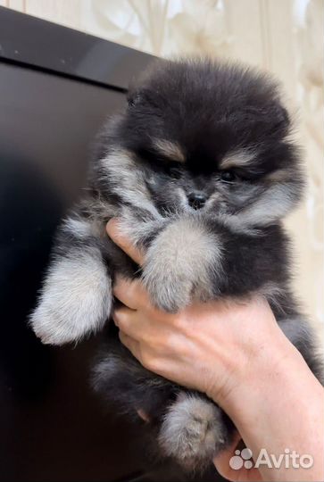 Шпиц девочка и два мальчика