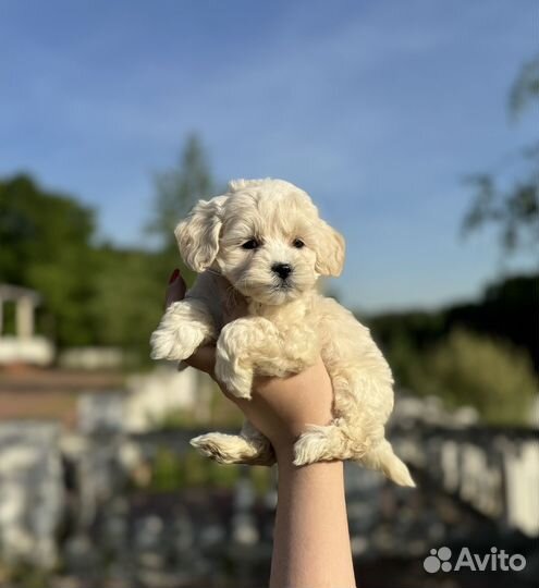 Мини девочка мальтипу