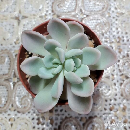 Суккуленты