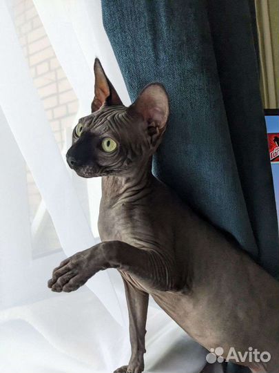 Канадский сфинкс вязка