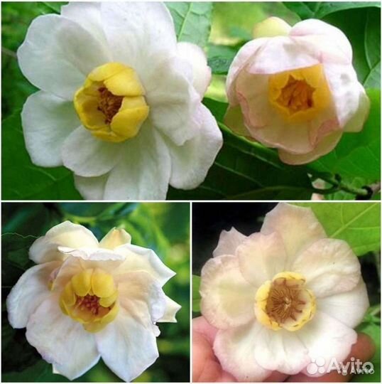 Баухиния,Руэлия,Хлопчатник,Каликант семена