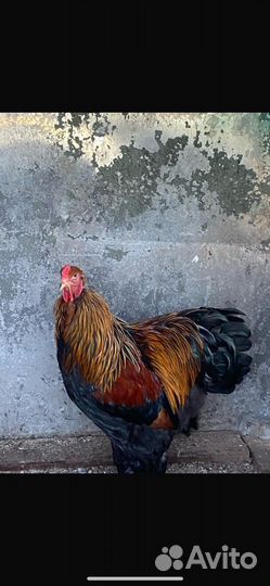 Петух
