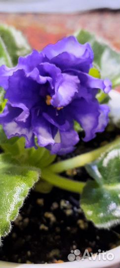 Фиалка в горшках