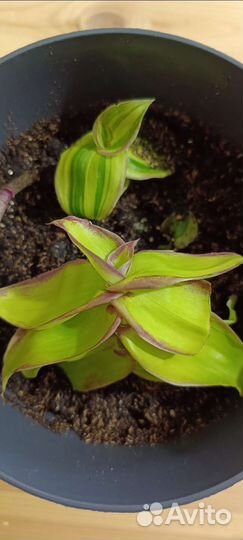 Традесканции 38 сортов, часть 1