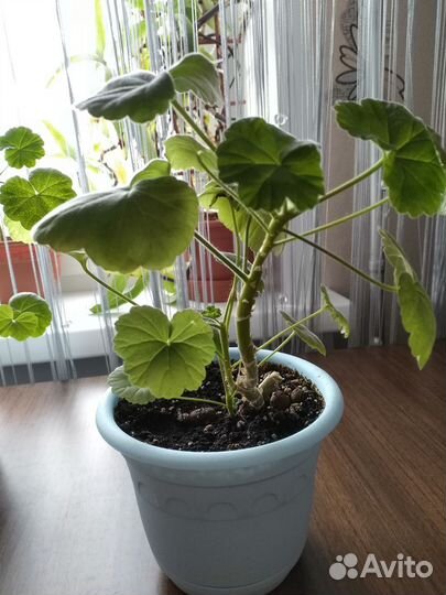 Герань,пеларгония белая