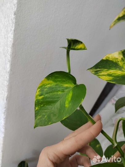 Сциндапсус