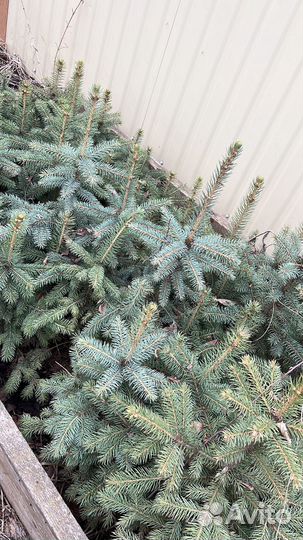 Ель голубая