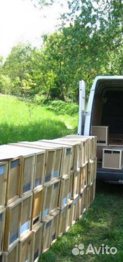 Пчёлы Пчелопакеты карпатка