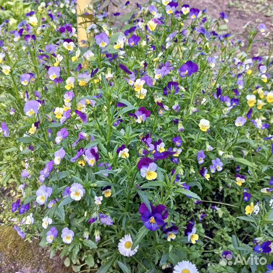 Маргаритки рассада