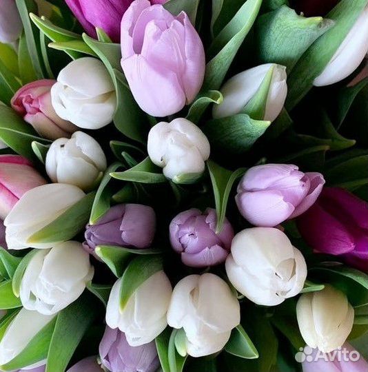 Крупные Тюльпаны Букеты 101 Тюльпан Доставка