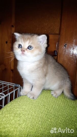 Шотландская,Британская шиншилла