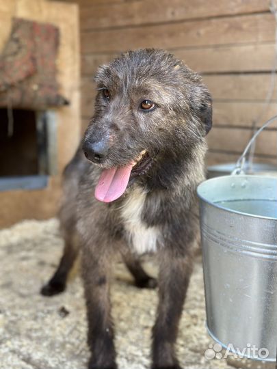 Милый и спокойный пёсик тоскует в приюте
