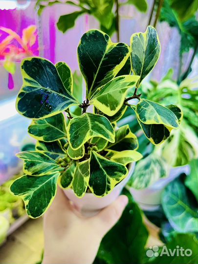 Фикус триангулярис вайт марджин