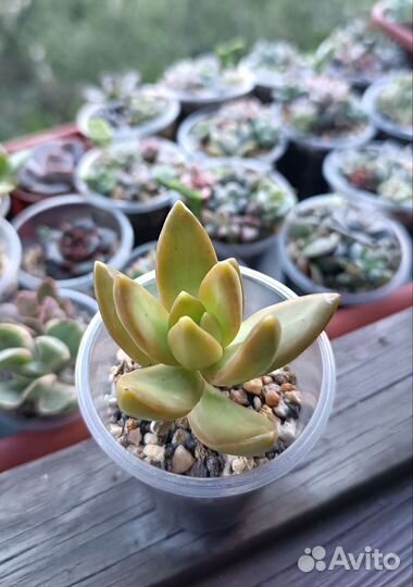 Суккуленты 1