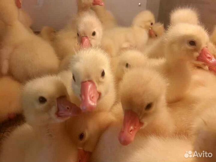 Гусята.Мулард.Утята стар53