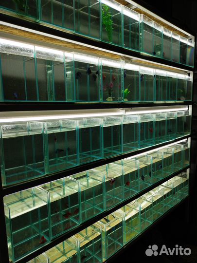 Фирменный корм Тетра (Tetra) в ведрах от магазина