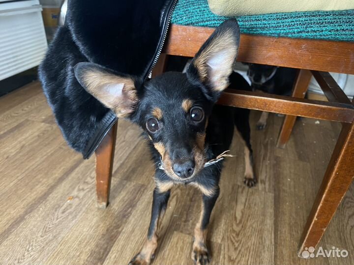 Карликовый пинчер