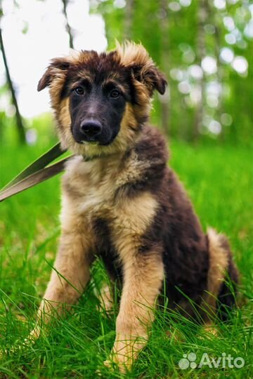 Очаровательный щенок из приюта ищет родитеоей