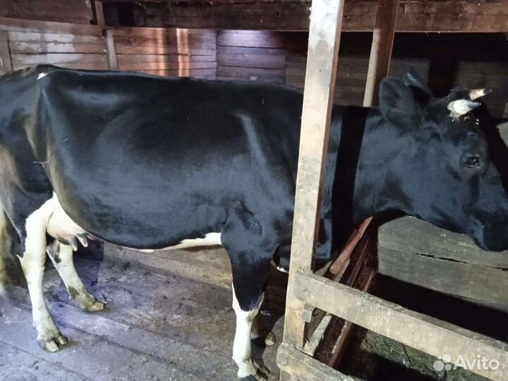 Корова дойная