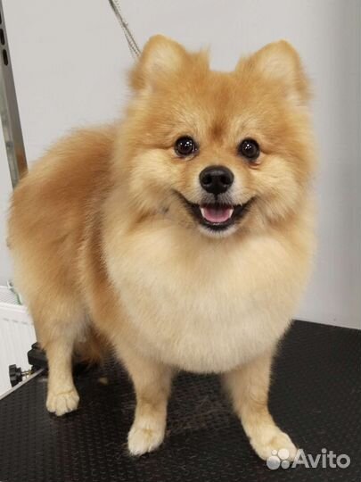 Добрый грумер. Стрижка собак и кошек