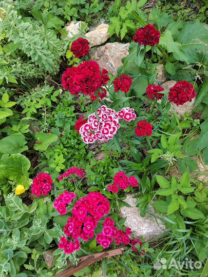Хризантема кустовая и другое