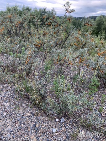 Облепиха. Молодые кусты