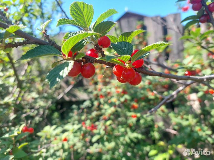 Саженцы войлочной вишни