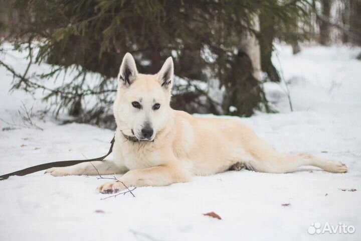 Рут ищет дом