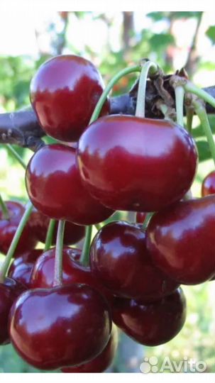 Саженцы Черевишня Дюк