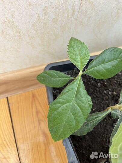 Мушмула японская