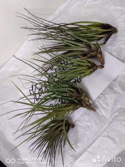 Тилландсии атмосферные