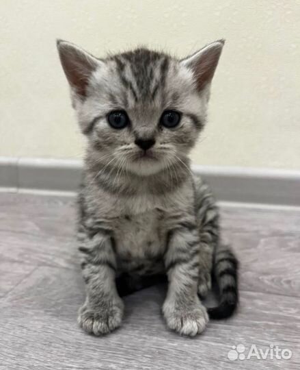 Шотландские котята