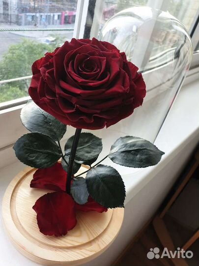 Роза в колбе от rozakhv