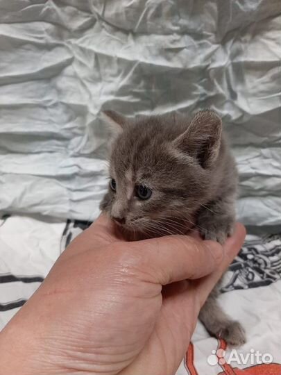 Кроха ищет дом