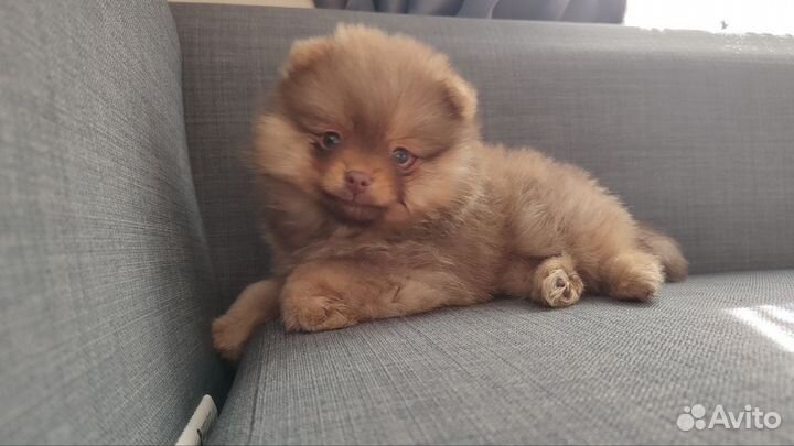 Щенки шпица