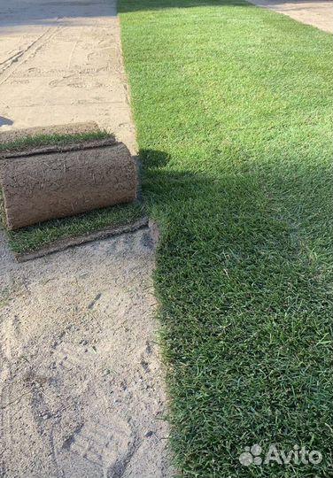 Рулонный газон для дома и дачи