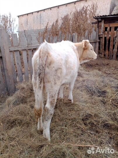 Телята телочкии бычек