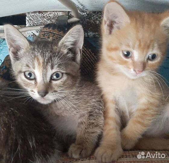 Котята с доставкой