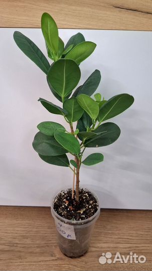 Фикус Мокламе