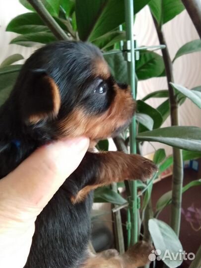 Щеночки в резерв