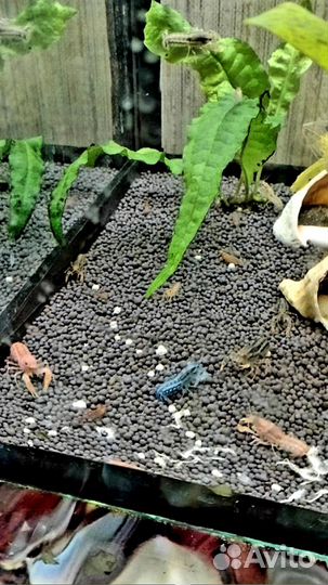 Рак мексиканский карликовый